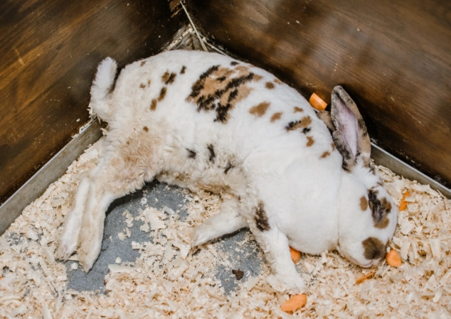 rabbit health problems