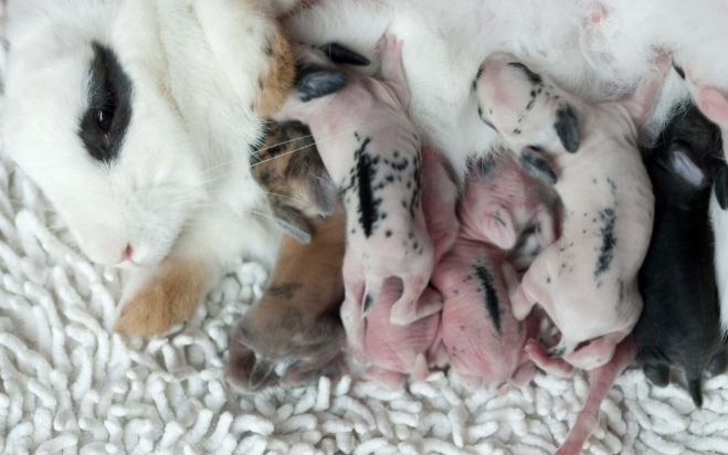 rabbit pregnancy how long