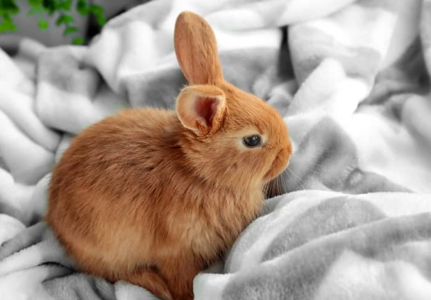 how to tell if rabbit is pregnant how to tell if rabbit is pregnant