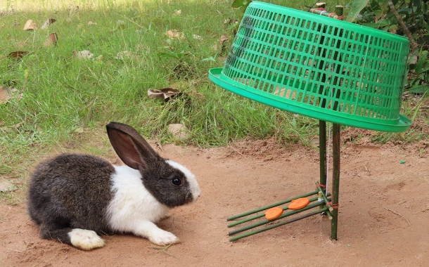 rabbit traps