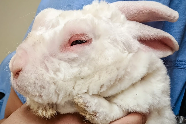 rabbit disease