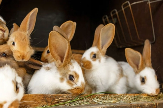 how to tell if rabbit is pregnant how to tell if rabbit is pregnant