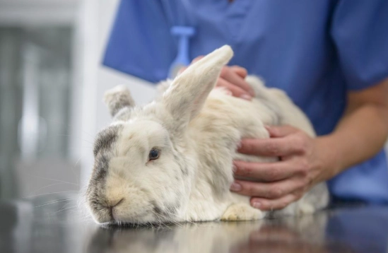 rabbit veterinary care rabbit veterinary care