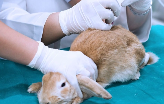 rabbit veterinary care rabbit veterinary care