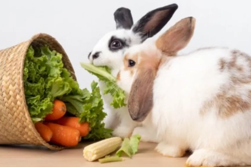 rabbit diet