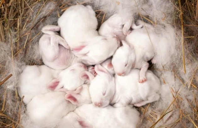 rabbit pooh not eating rabbit pooh not eating