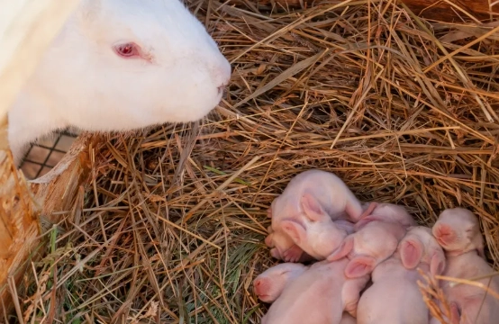 how to tell if rabbit is pregnant how to tell if rabbit is pregnant