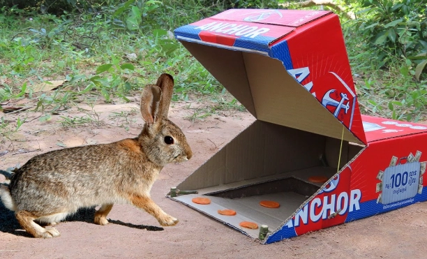 rabbit behavior mistakes rabbit behavior mistakes