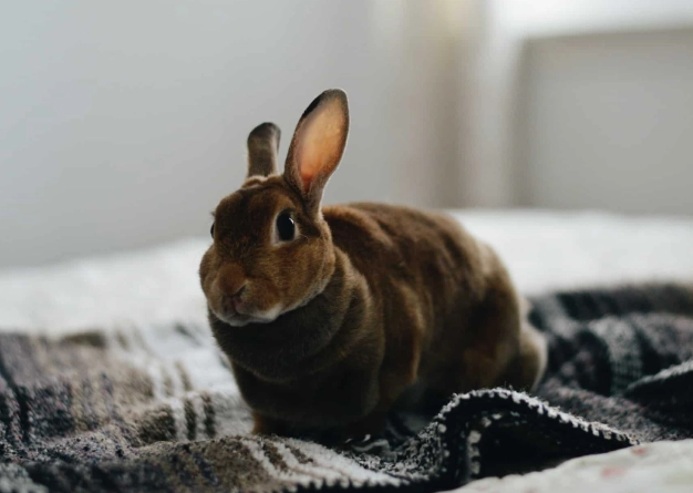 rabbit pooh color chart rabbit pooh color chart