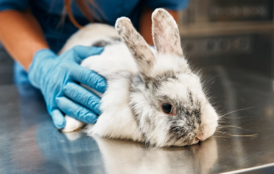 rabbit care