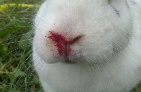 rabbit health problems