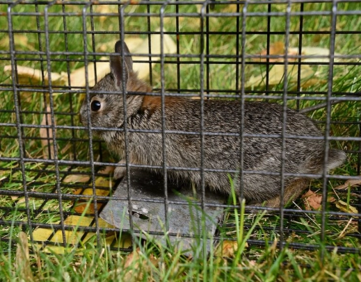 bonding with rabbits bonding with rabbits
