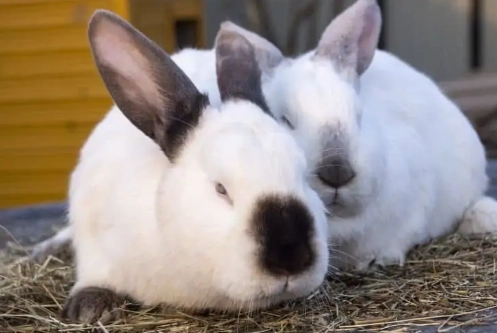 rabbit gestation period rabbit gestation period