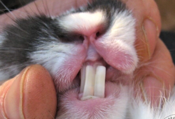 rabbit disease symptoms rabbit disease symptoms