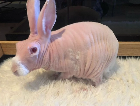 sphynx rabbit