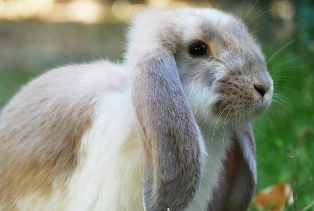 lop rabbit personality lop rabbit personality