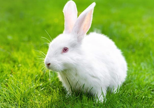 raising new zealand rabbits