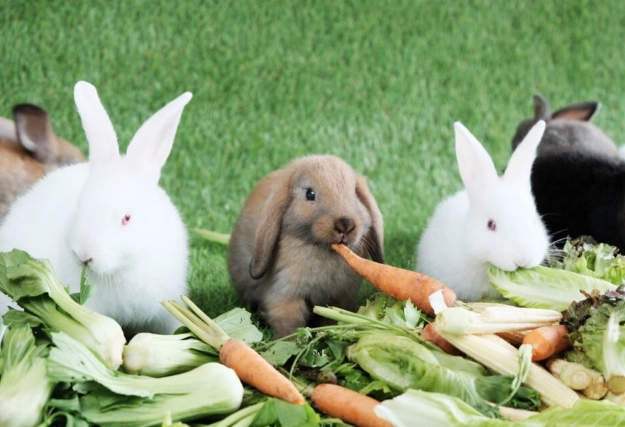 safe foods for rabbits safe foods for rabbits