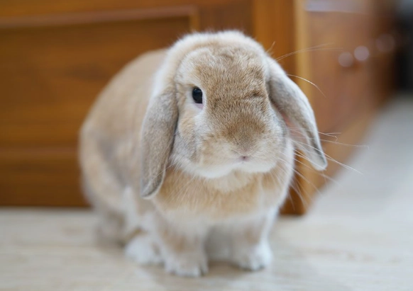 holland lop rabbit care