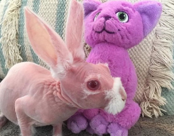 hairless rabbit health