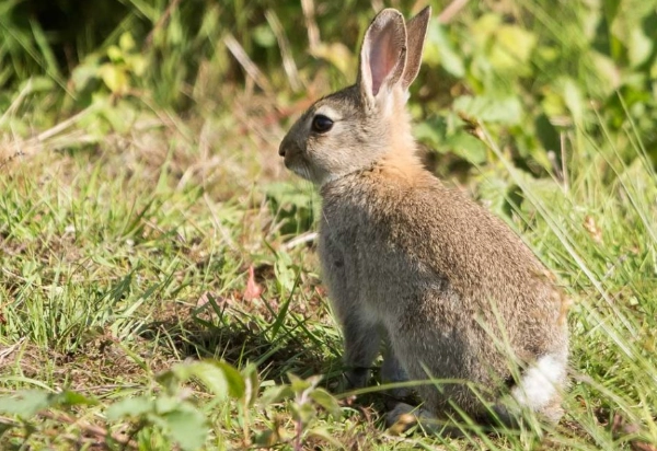 European rabbit behavior