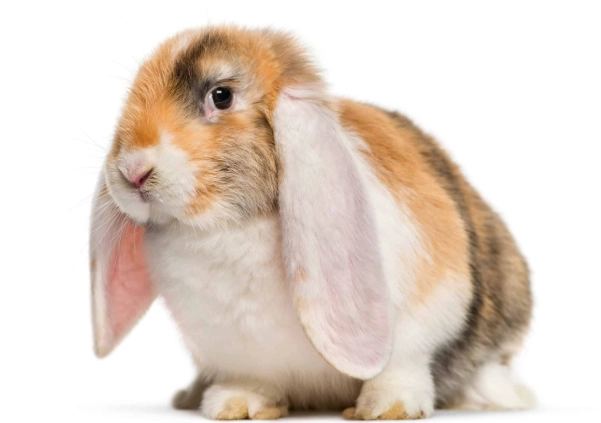 lop rabbit breeds lop rabbit breeds