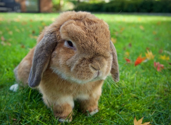 holland lop rabbit
