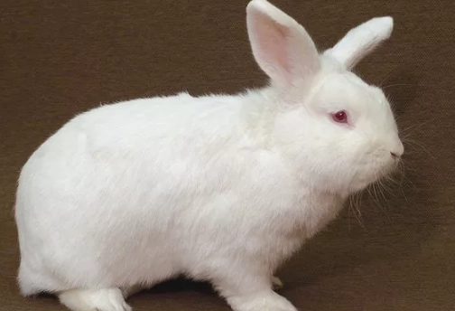 new zealand rabbit breed