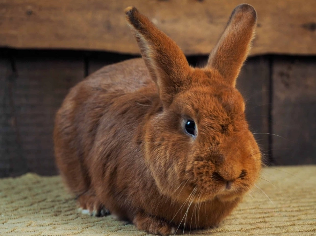 new zealand rabbit breed