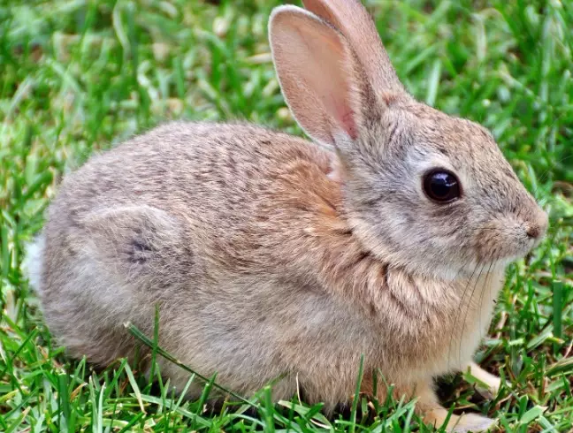 European rabbit behavior