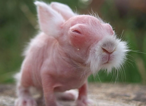 hairless rabbit