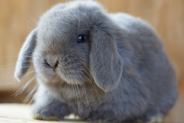 lop rabbit personality lop rabbit personality