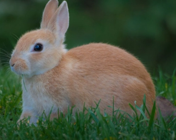 european rabbit