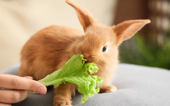 rabbit diet rabbit diet