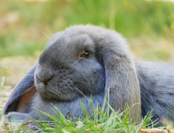 lop rabbit care lop rabbit care