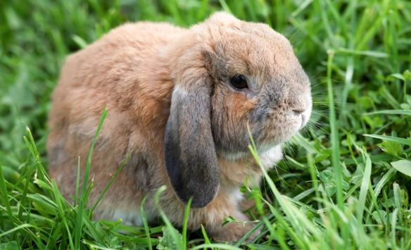 lop rabbit