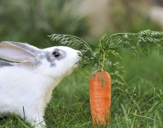 what do rabbits eat what do rabbits eat