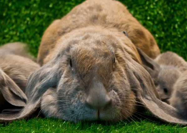 lop rabbit breeds lop rabbit breeds