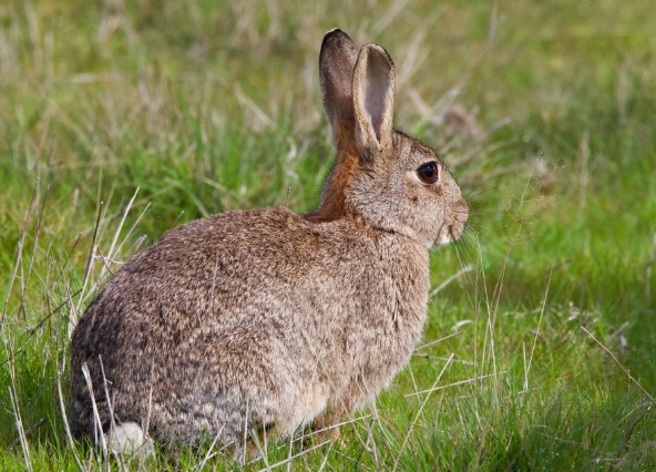 European rabbit invasive species
