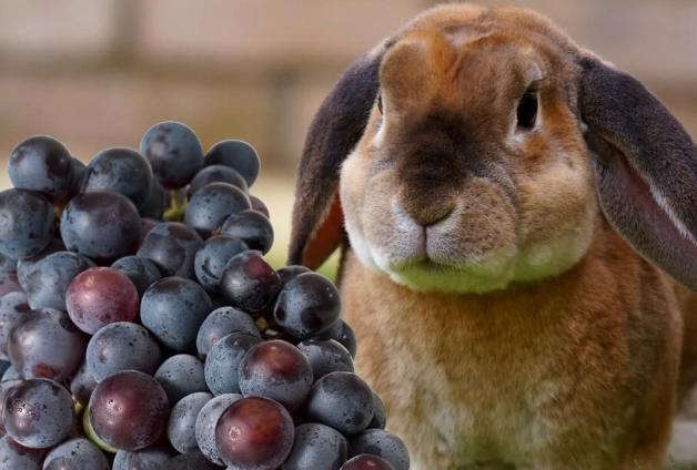 grapes for rabbits grapes for rabbits