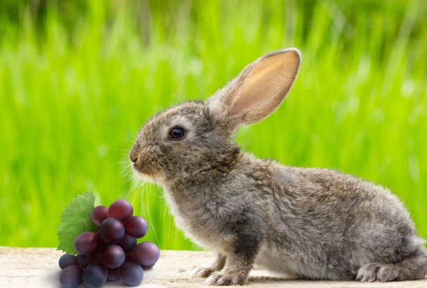 rabbits eat grapes rabbits eat grapes