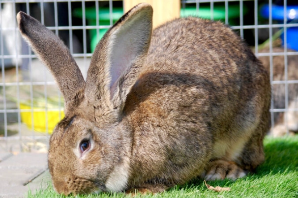 Flemish giant rabbit pet