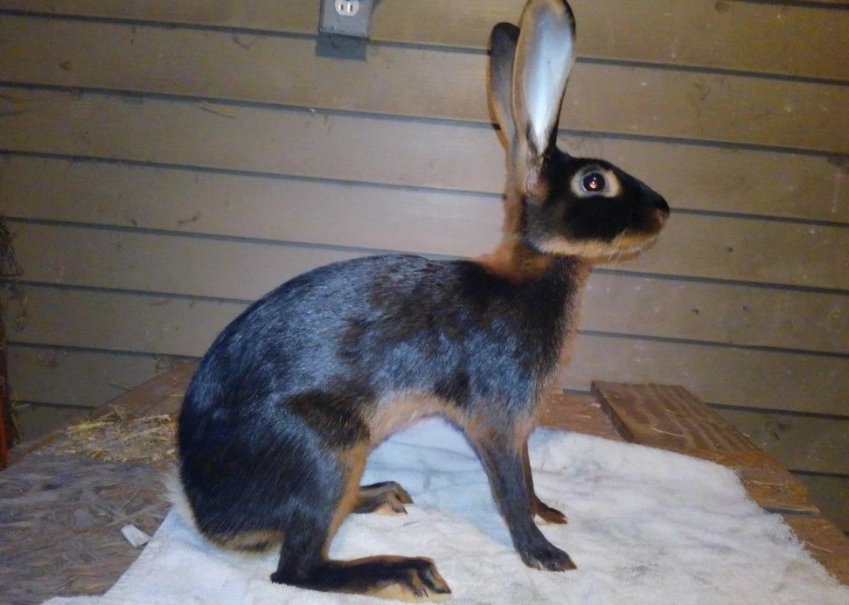 belgian hare care belgian hare care