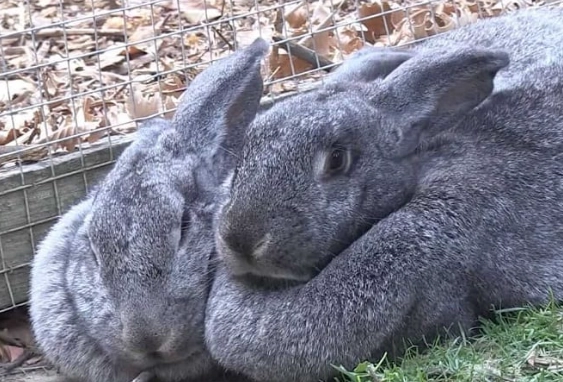 Flemish Giant rabbit care