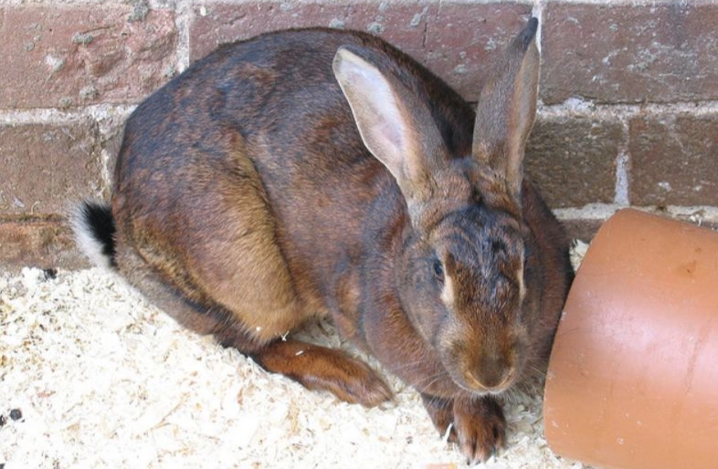 belgian hare rabbit
