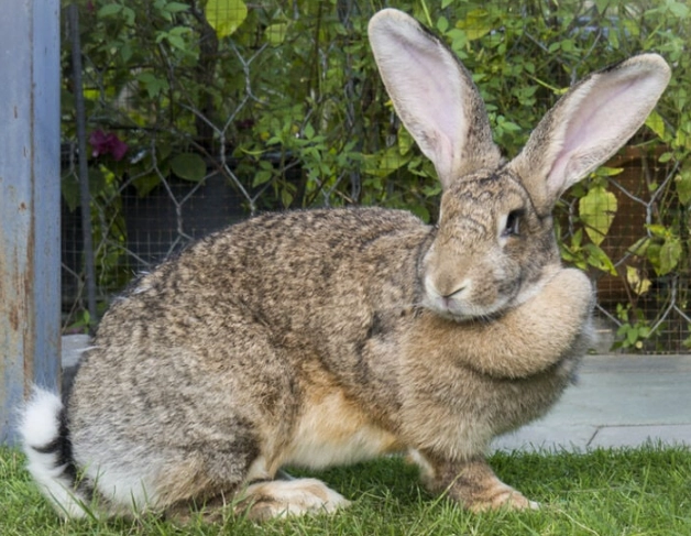 Flemish Giant rabbit care