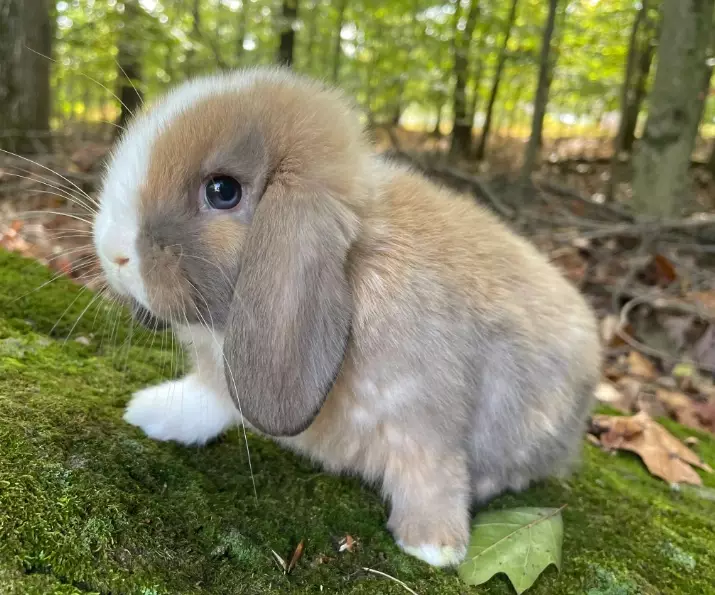 mini lop temperament