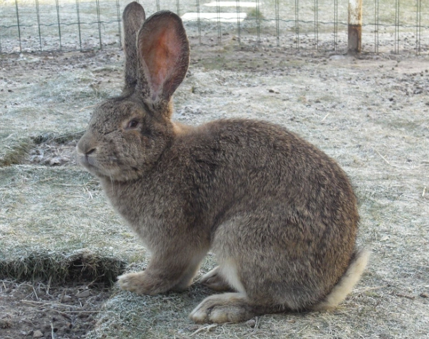 largest rabbit breed largest rabbit breed