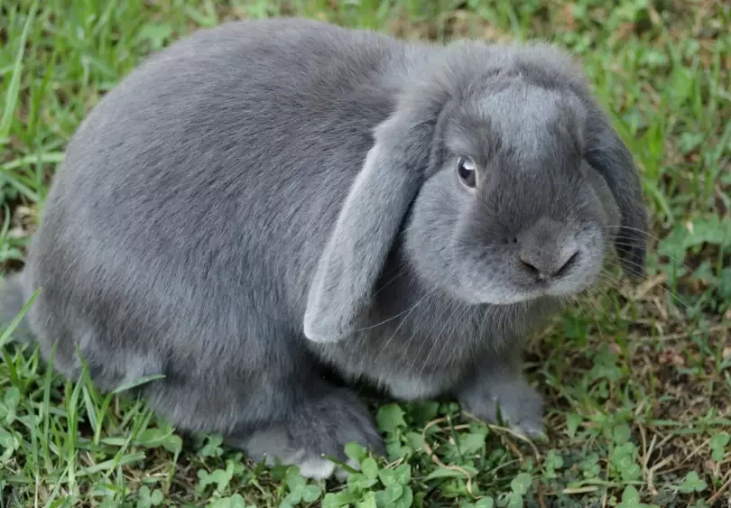 mini lop rabbit care