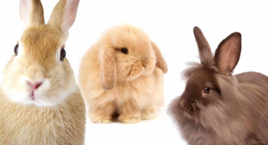 best pet rabbit breeds best pet rabbit breeds